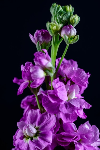 Nahaufnahme einer einzelnen magentafarbenen Verbascum-Blume