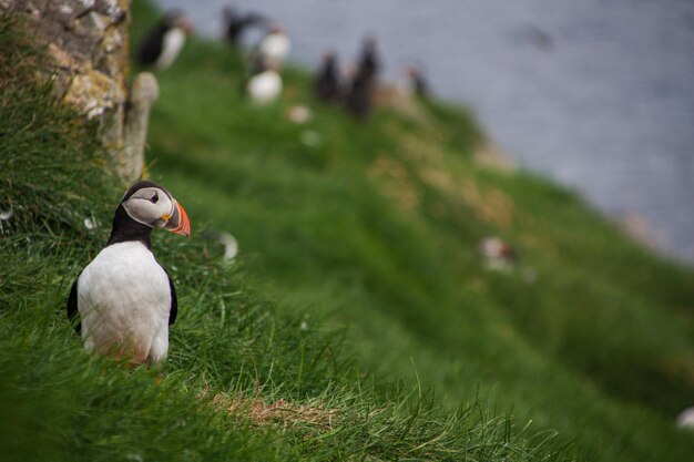 Nahaufnahme einer Ente an Land