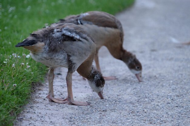 Nahaufnahme einer Ente auf dem Feld