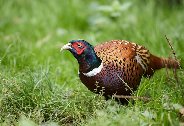 Nahaufnahme einer Ente auf dem Feld