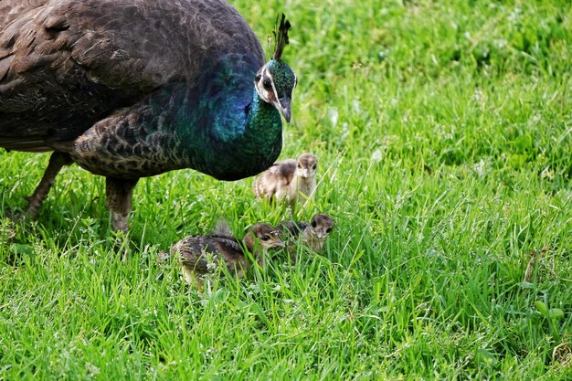 Foto nahaufnahme einer ente auf dem feld