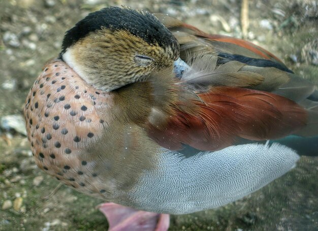 Foto nahaufnahme einer ente auf dem feld