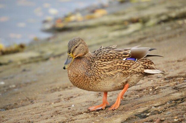 Foto nahaufnahme einer ente auf dem feld