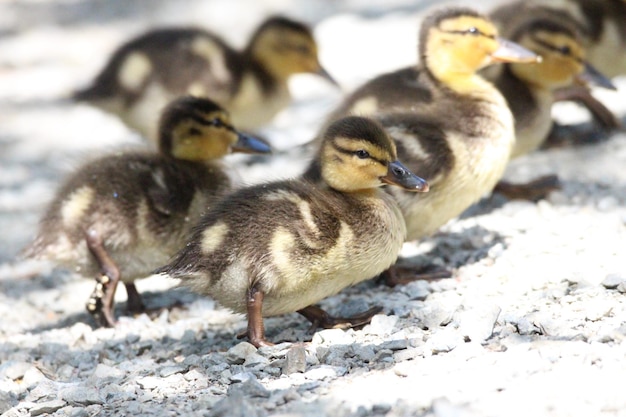 Foto nahaufnahme einer ente auf dem weg