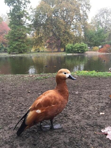 Foto nahaufnahme einer ente auf einem see