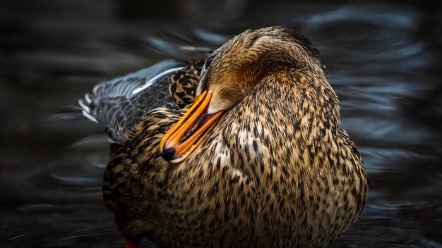 Foto nahaufnahme einer ente, die im see schwimmt