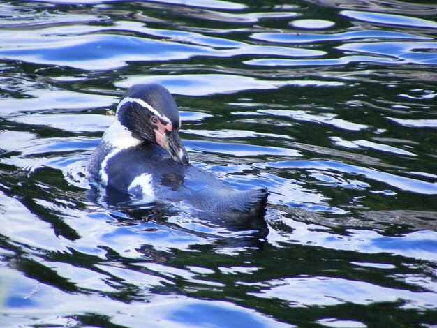 Foto nahaufnahme einer ente, die im see schwimmt