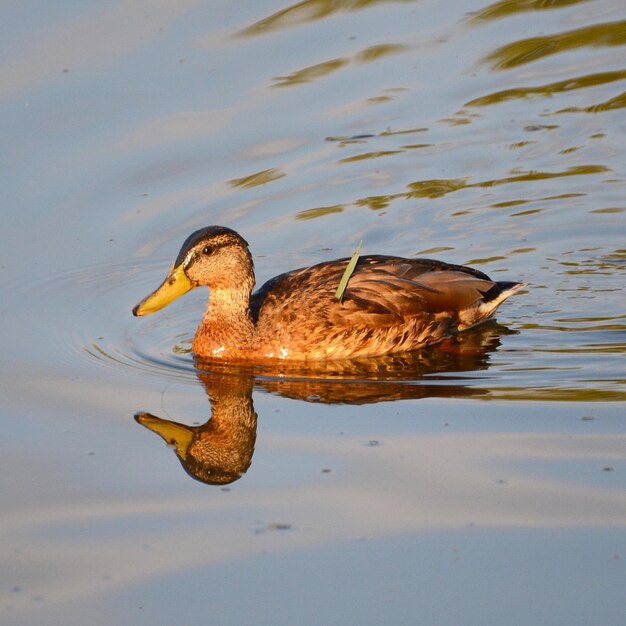 Foto nahaufnahme einer ente, die im see schwimmt