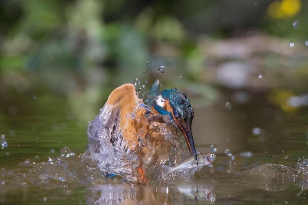 Foto nahaufnahme einer ente, die im see schwimmt