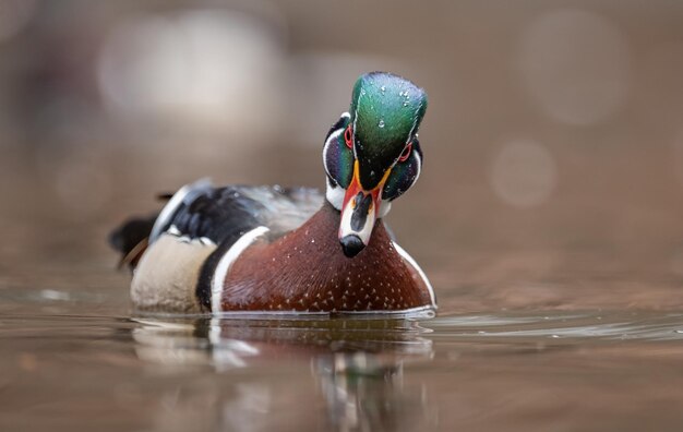 Foto nahaufnahme einer ente, die im see schwimmt