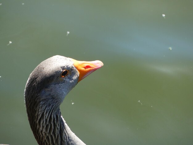 Foto nahaufnahme einer ente, die im see schwimmt