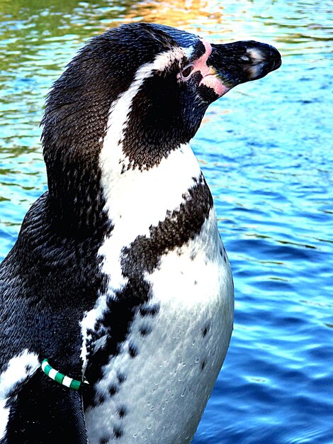 Foto nahaufnahme einer ente, die im see schwimmt