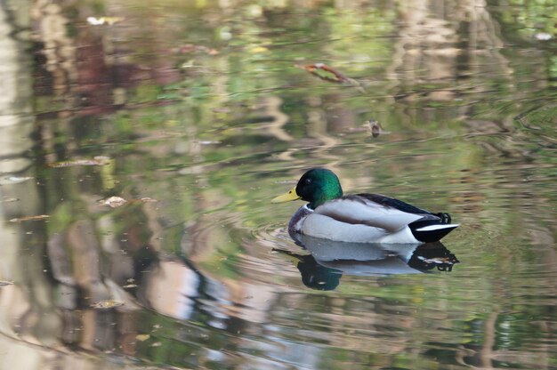 Nahaufnahme einer Ente, die im See schwimmt