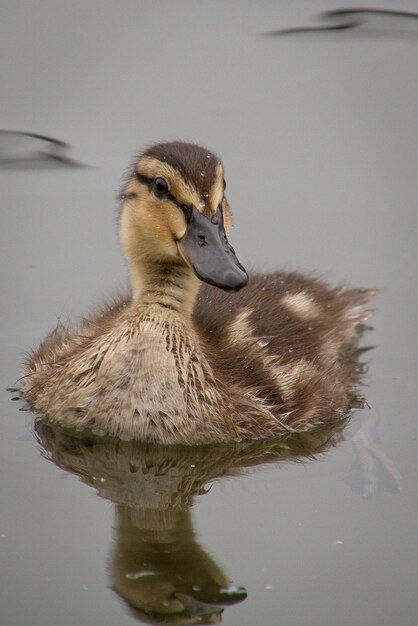 Nahaufnahme einer Ente, die im See schwimmt