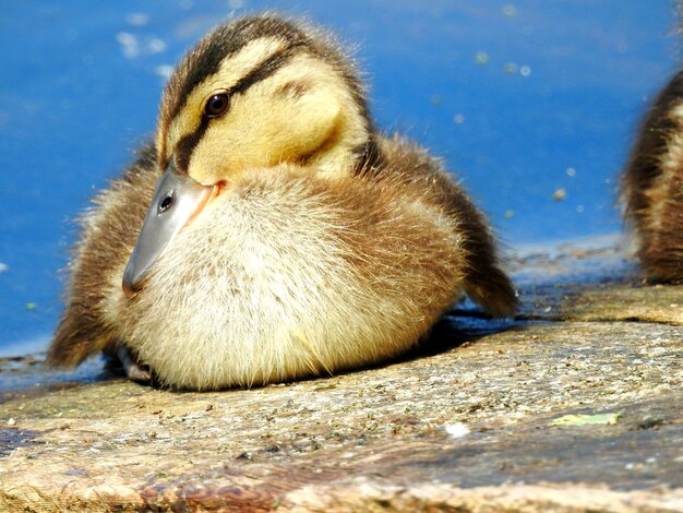 Nahaufnahme einer Ente im See