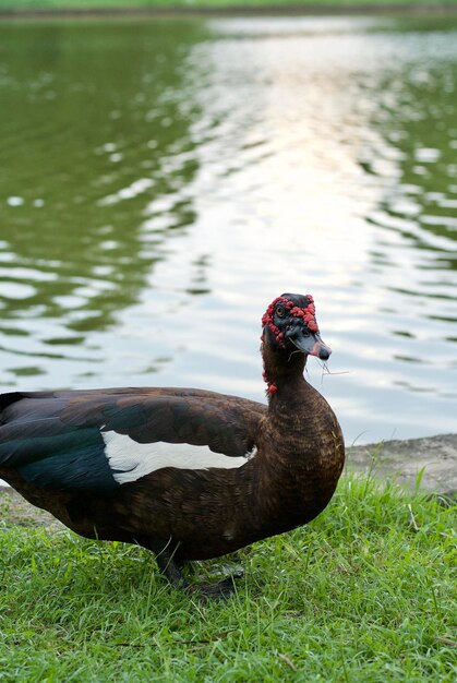 Foto nahaufnahme einer ente im see