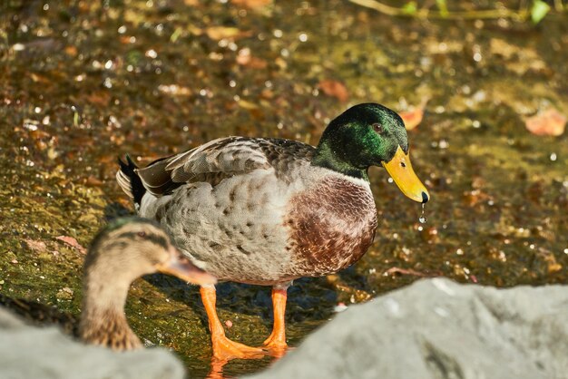 Foto nahaufnahme einer ente im wasser