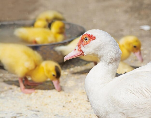 Nahaufnahme einer Ente mit Küken im Hintergrund