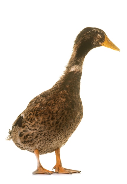 Nahaufnahme einer Ente vor weißem Hintergrund