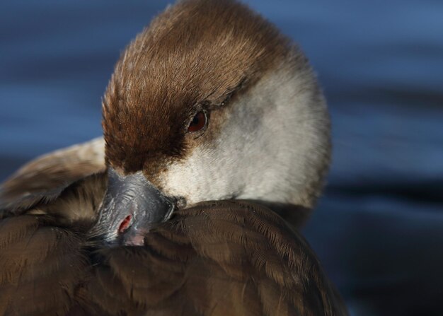 Foto nahaufnahme einer ente