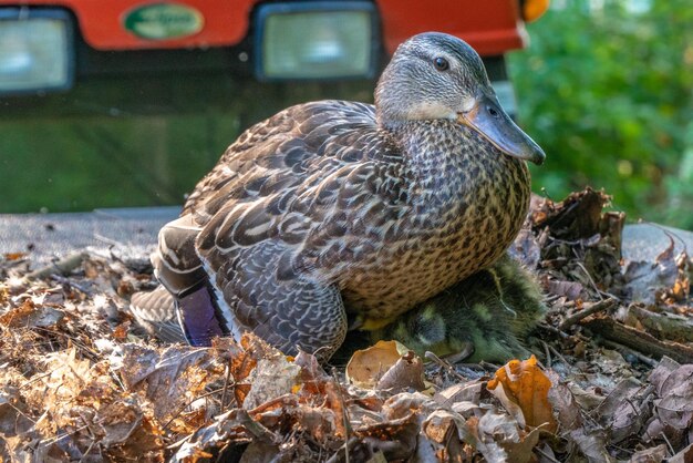 Foto nahaufnahme einer ente