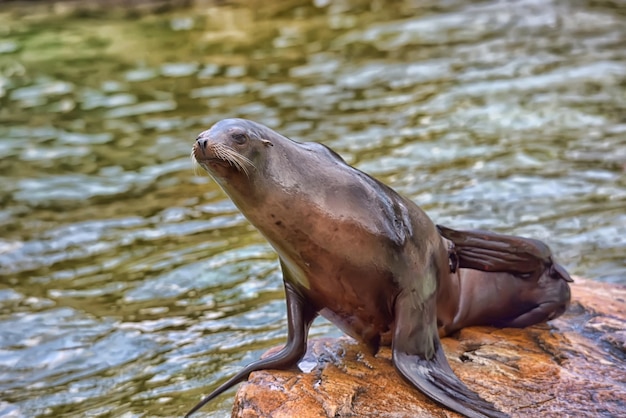 Foto nahaufnahme einer ente