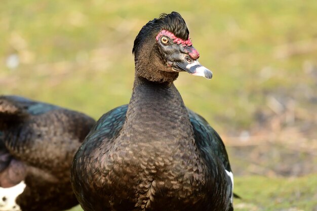 Foto nahaufnahme einer ente