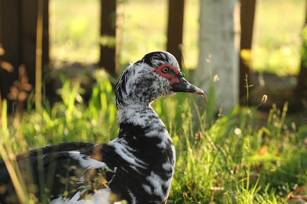 Foto nahaufnahme einer ente