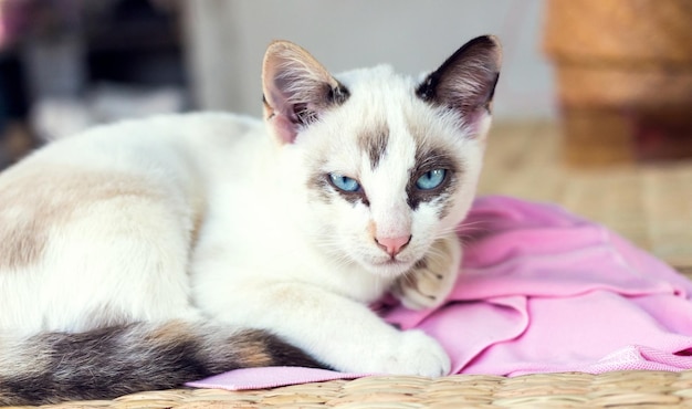 Nahaufnahme einer entspannten Katze