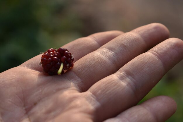 Foto nahaufnahme einer erdbeere in der hand