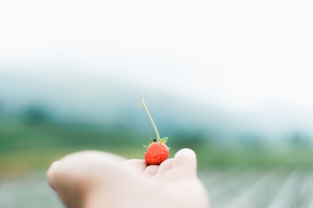 Foto nahaufnahme einer erdbeere in der hand