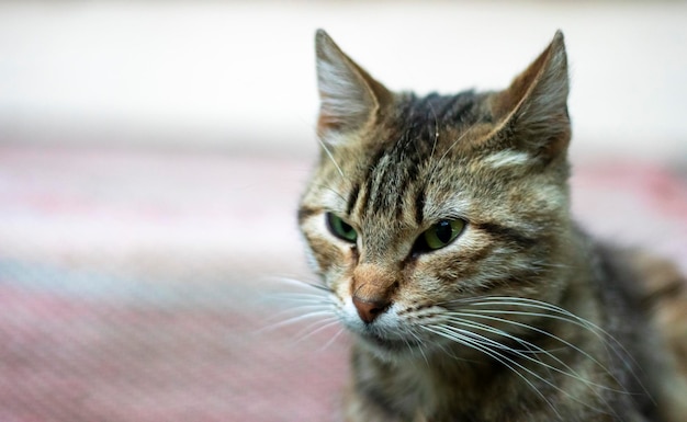 Nahaufnahme einer ernsthaften Katze mit grünen Augen Neugierige Katze schaut sich auf der Straße in der Nähe um