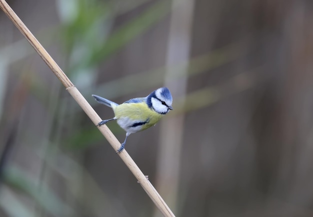 Nahaufnahme einer eurasischen Blaumeise (Cyanistes caeruleus) in der Nähe der Zuführung und auf einem Zuckerrohrzweig auf unscharfem Hintergrund. Ideal für Ausschnitte und Collagen. Vogelkennzeichen