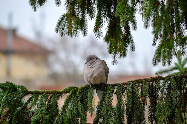 Nahaufnahme einer eurasischen Kragentaube, die auf einem Tannenzweig sitzt Streptopelia decaocto