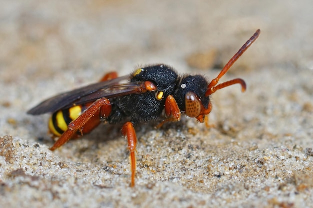 Nahaufnahme einer farbenfrohen weiblichen Nomadenbiene Nomada bifasciata