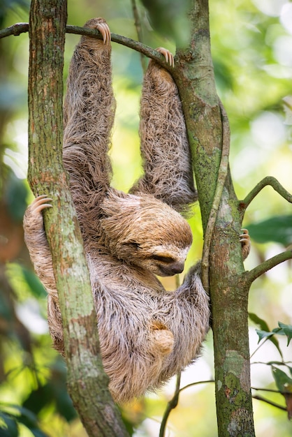 Nahaufnahme einer Faulheit auf einem Baum