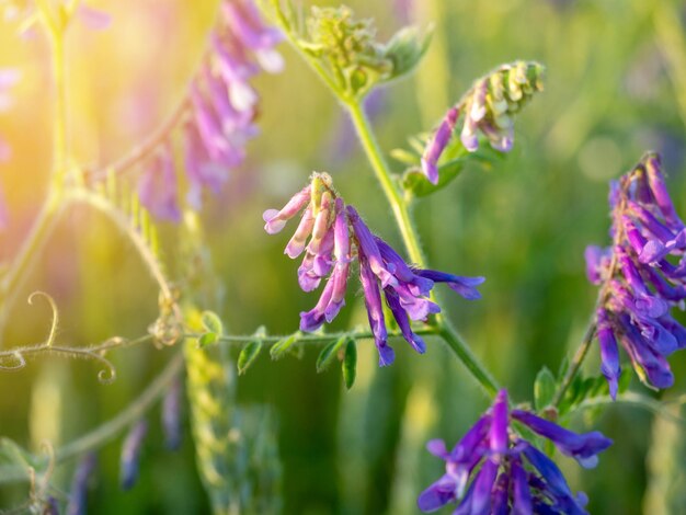 Nahaufnahme einer Feldblume Vicia Cracca mit leuchtend violetten Blütenblättern bei Sonnenuntergang. Die Blendung der Sonne in der Ecke des Rahmens. Unkraut Gras.