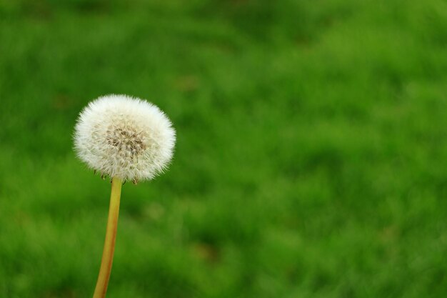 Nahaufnahme einer flauschigen Löwenzahn-Blume mit verschwommener grüner Wiese im Hintergrund