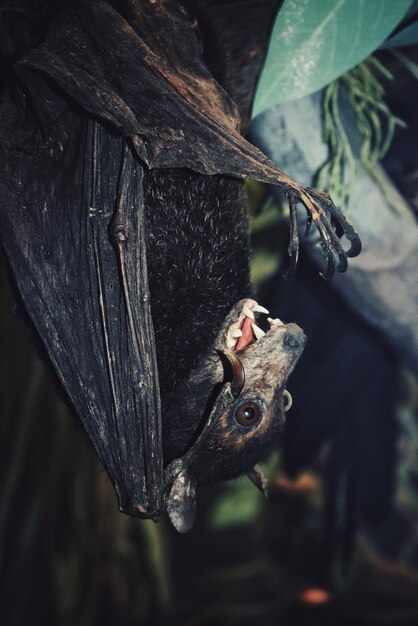 Foto nahaufnahme einer fledermaus, die an einem baum hängt