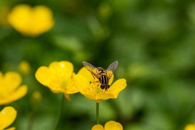 Nahaufnahme einer Fliege am Rand einer Butterblume