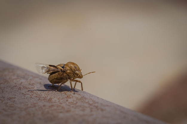 Foto nahaufnahme einer fliege an der wand