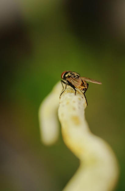 Foto nahaufnahme einer fliege auf einem blatt