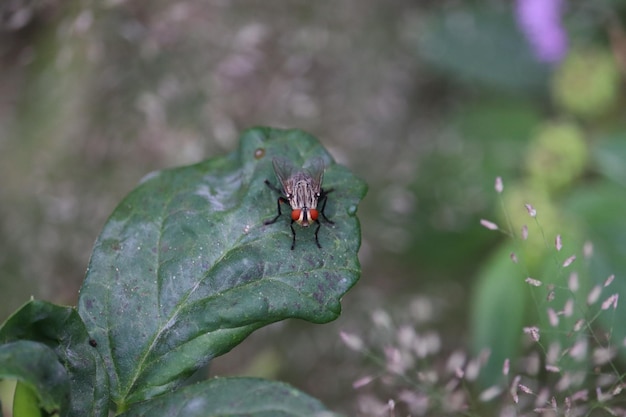 Foto nahaufnahme einer fliege auf einem blatt