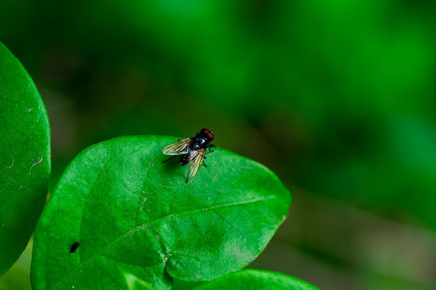 Nahaufnahme einer Fliege auf einem Blatt