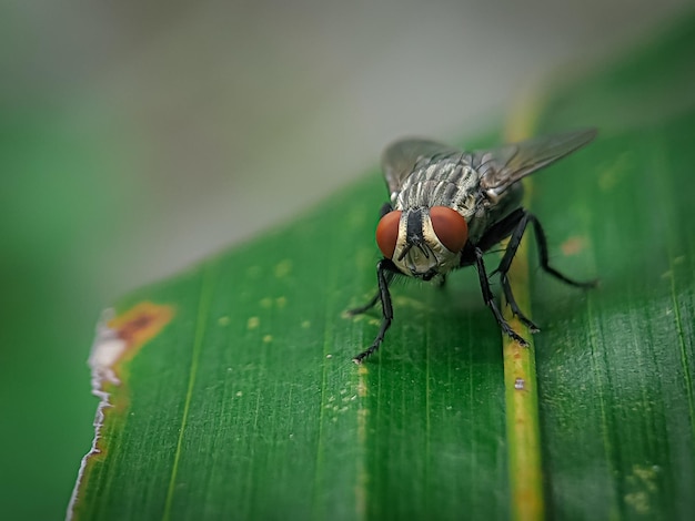 Nahaufnahme einer Fliege auf einem grünen Blatt