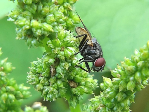 Nahaufnahme einer Fliege auf einer Blume