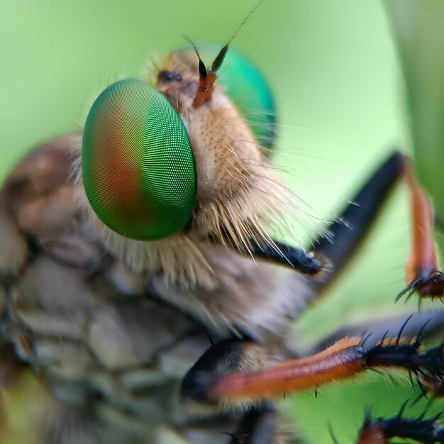 Foto nahaufnahme einer fliege