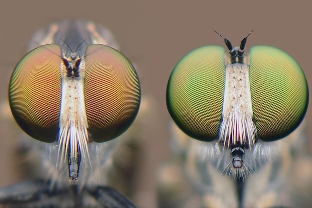 Foto nahaufnahme einer fliege