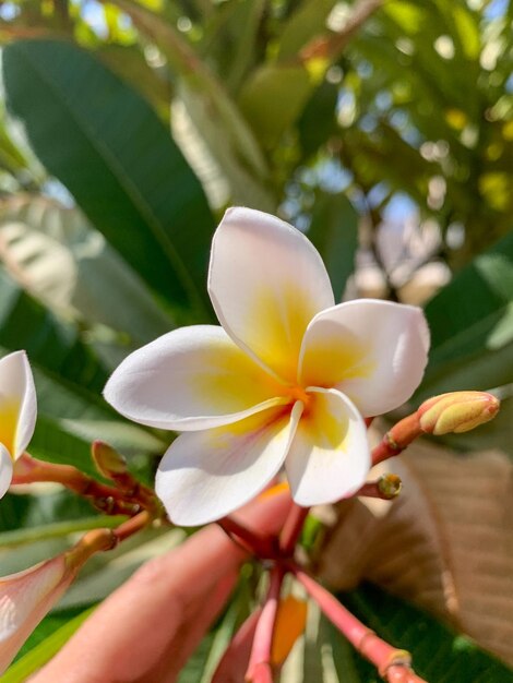 Nahaufnahme einer Frangipani-Blüte