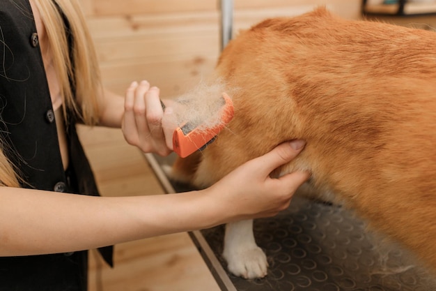 Nahaufnahme einer Frau, die das Fell des walisischen Corgi Pembroke-Hundes mit Kamm nach dem Baden und Trocknen im Pflegesalon kämmt Frau, Tierfriseurin, die Frisur in der Veterinär-Spa-Klinik macht